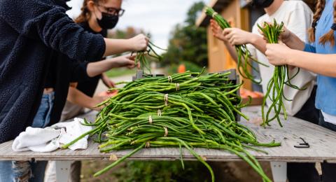 Cornucopia Project long beans