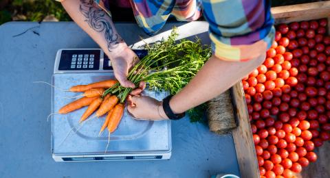 Weighing carrots at Highwater Farm in Bartlett, New Hampshire