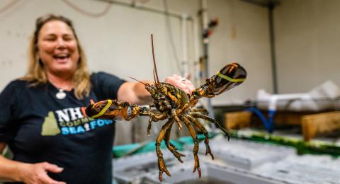 Lobster at NH Community Seafood in Hampton, New Hampshire