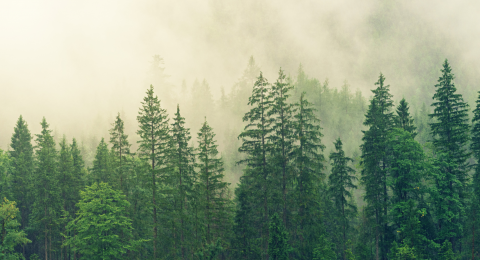 forest of trees