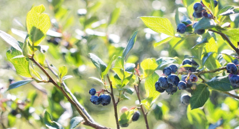 blueberry bushes
