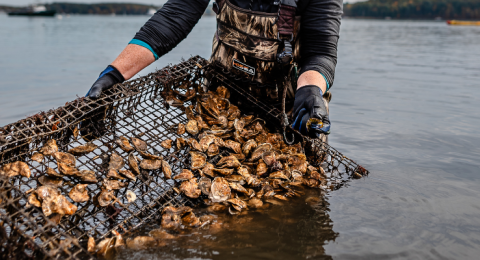 oyster growing in a cage in the ocean