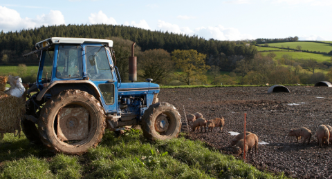 tractor in a field with sheep