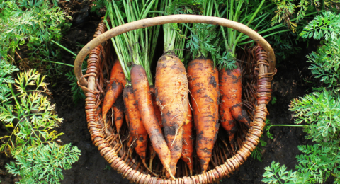 carrots in a basket