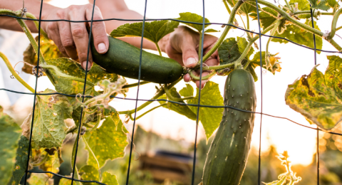 cucumbers being harvested