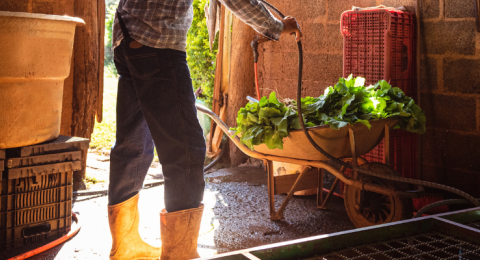 farmer washing vegetables