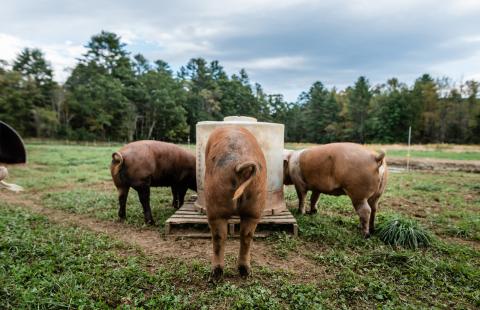 Pigs feeding at Archway Farm in Keene, New Hampshire.