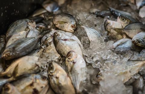 Fish sourced by NH Community Seafood out of the Seacoast of New Hampshire