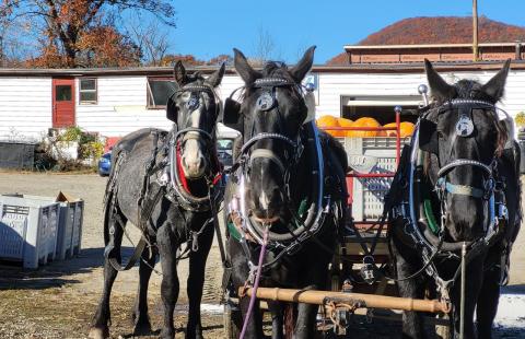 Horses drawing a carriage at Iron Kettle Farm in Walpole, NH