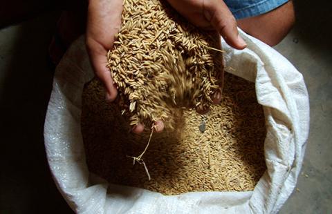 Photo of grass seed in the palm of someone's hand