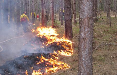 Controlled burning in New Hampshire's White Mountains