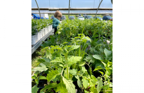 photo of a child in a greenhouse, part of the Kearsarge Area Victory Gardesn