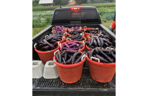 Image of a truck with buckets of eggplant in the bed.