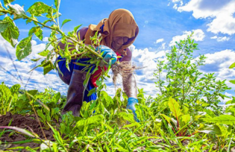 Eli Shimiyemana rips up weeds from a row of beets in a field at Brookford Farm in Canterbury on Tuesday.