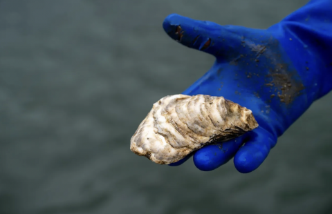 Oysters from New England Superior Oysters