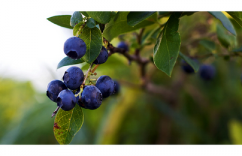 blueberries