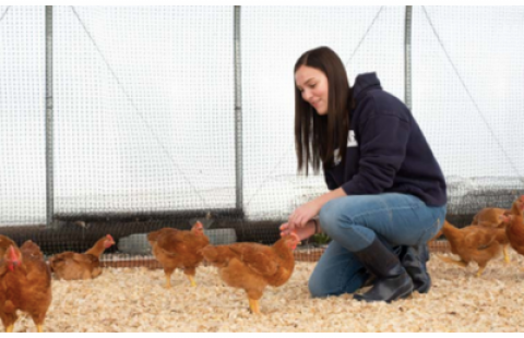 Student with chickens