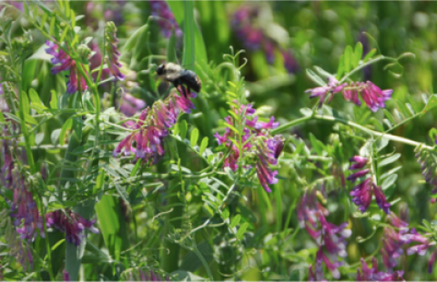 Bees on hairy vetch