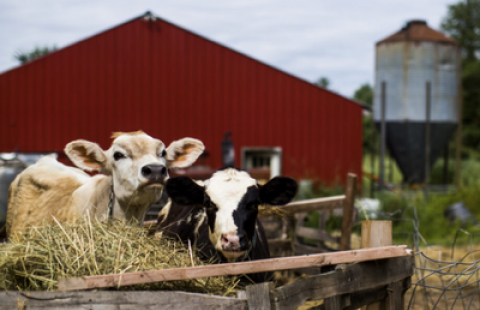 Cows in pen