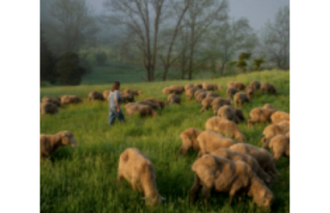 sheep in field 