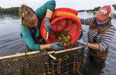women harvesting oysters