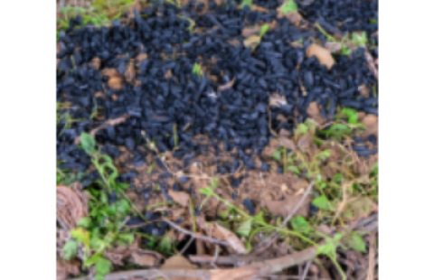 biochar