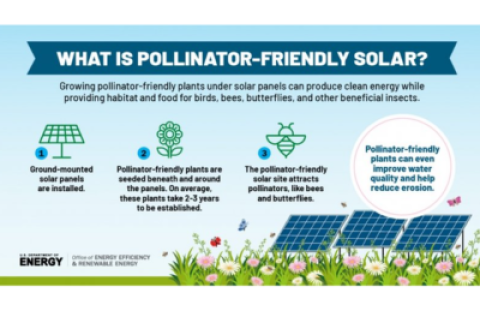 pollinators and solar