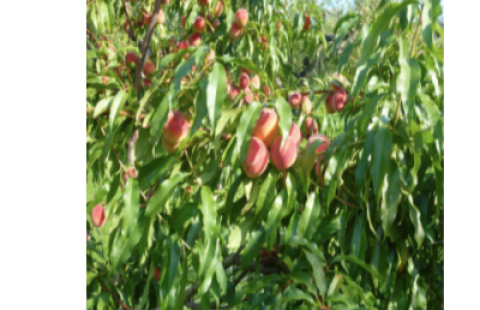 Nh Fruit Trees