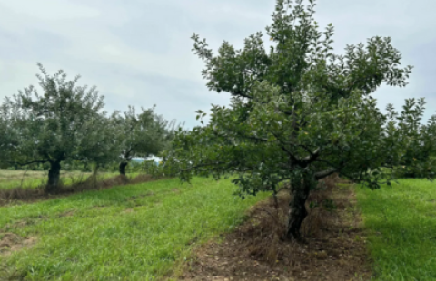 empty apple trees