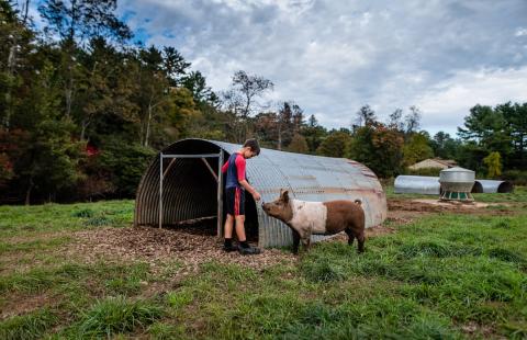 young boy with a pig in a field