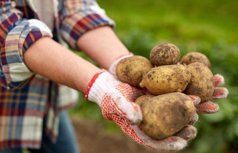 potato harvesting