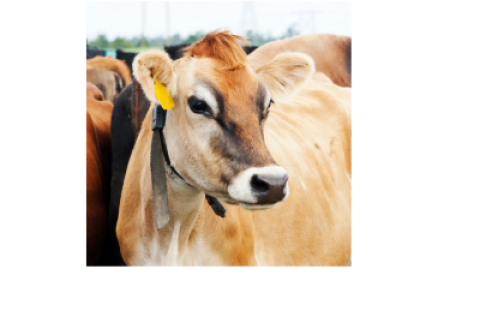 Cow 