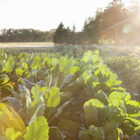 plants in the field