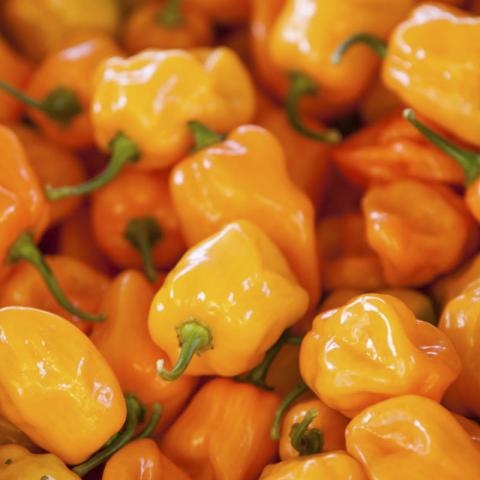 orange peppers