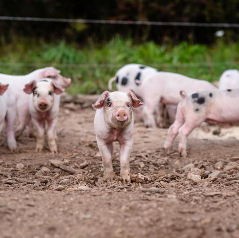 Piglets at Archway Farm in Keene, New Hampshire
