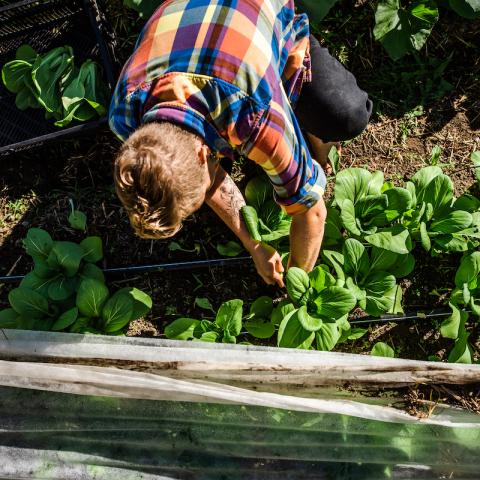 Harvesting lettuce at Highwater Farm in Bartlett, New Hampshire
