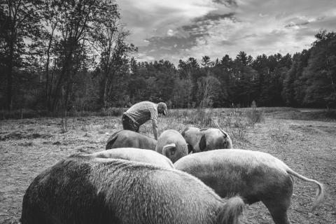 Mark Florenz on the farm at Archway Farm in Keene, New Hampshire.