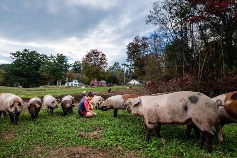 Mark Florenz's son with a pigs at Archway Farm in Keene, New Hampshire