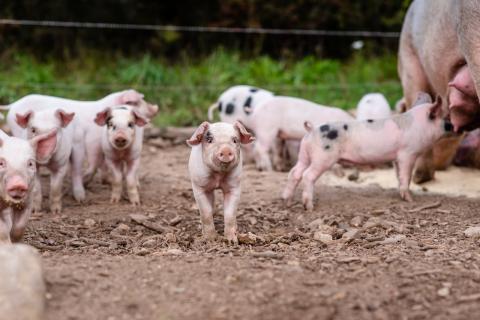 Piglets at Archway Farm in Keene, New Hampshire