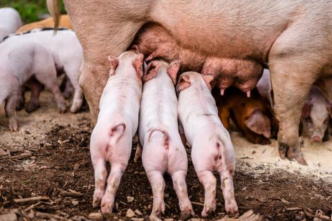 Piglets feeding at Archway Farm in Keene, New Hampshire