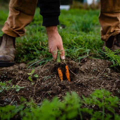Harvesting carrots at Throwback Brewery
