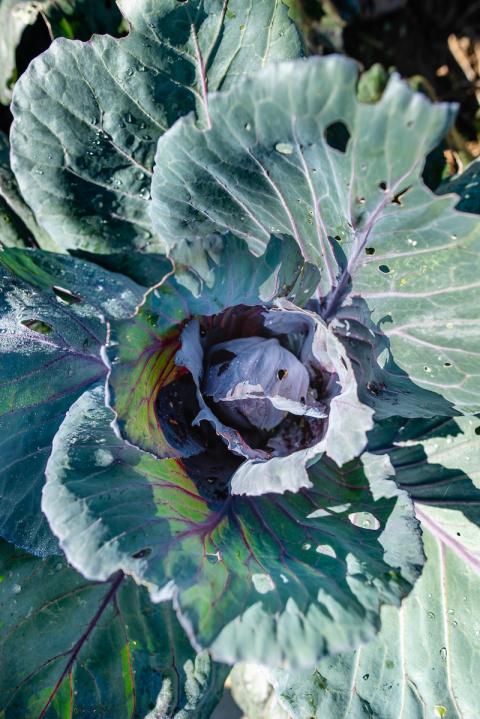 Cabbage growing at Fresh Start Farms in Concord, Dunbarton, and Manchester, New Hampshire.
