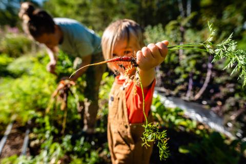 Harvesting carrots at Highwater Farm in Bartlett, New Hampshire