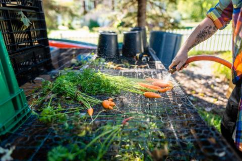 Washing carrots at Highwater Farm in Bartlett, New Hampshire