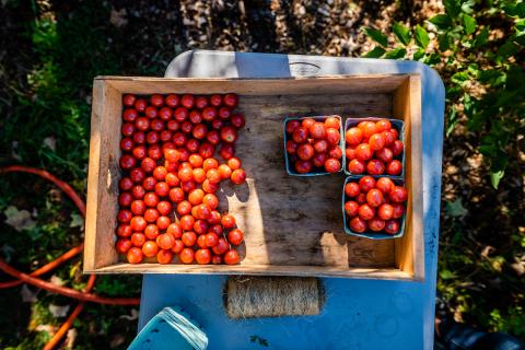 Tomato harvest at Highwater Farm in Bartlett, New Hampshire