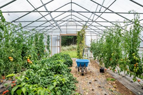 Tomato greenhouse at Cornucopia Project, an educational farm in Peterborough, New Hampshire