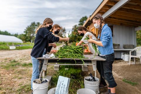 Cornucopia Project students sorting long beans in Peterborough, New Hampshire