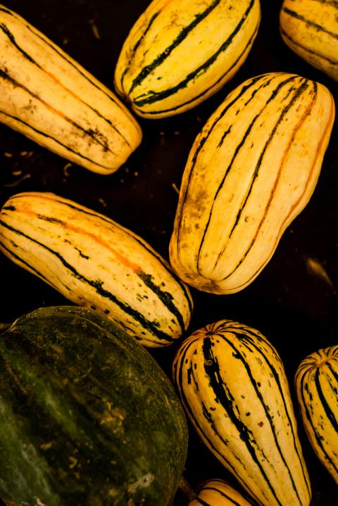 Delicata squash harvested from Fresh Start Farms in Dunbarton, Concord, and Manchester, New Hampshire.