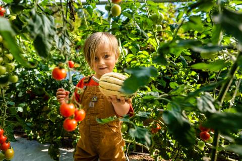 Harvesting delicata squash at Highwater Farm in Bartlett, New Hampshire