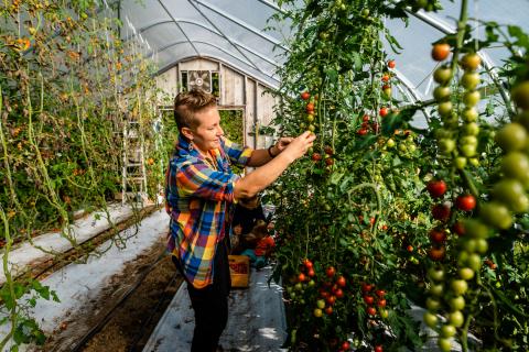 Tomato greenhouse harvest at Highwater Farm in Bartlett, New Hampshire